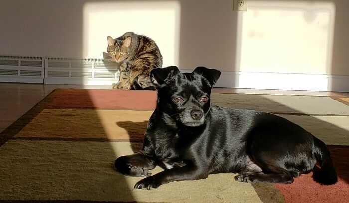 Plotting Against The Dog...