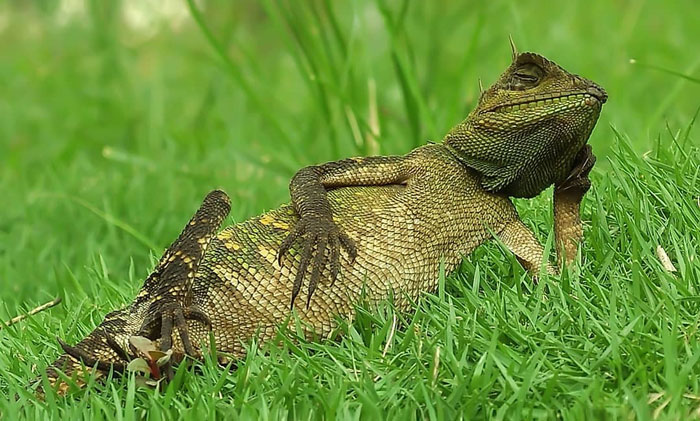 Photographer Accidentally Captured A Photo Of This Extremely Chill Lizard Basking In The Sun (+21 More Of His Pics)