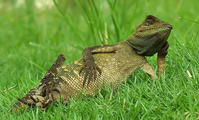 Photographer Accidentally Captured A Photo Of This Extremely Chill Lizard Basking In The Sun (+21 More Of His Pics)