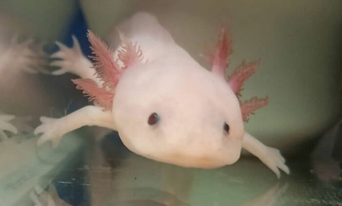 I Wish To Have An Axolotl