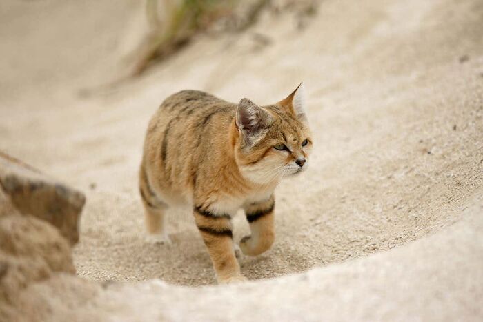 I'd Love To Have An Arabian Sand Cat, But I Believe They're Better Off In The Wild