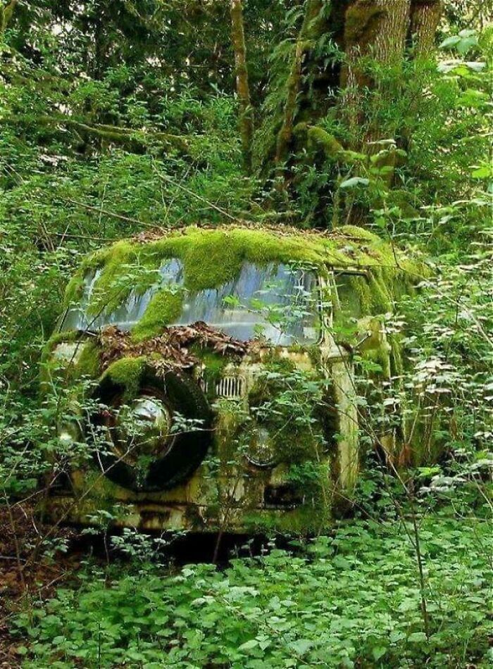 Nature Taking Over