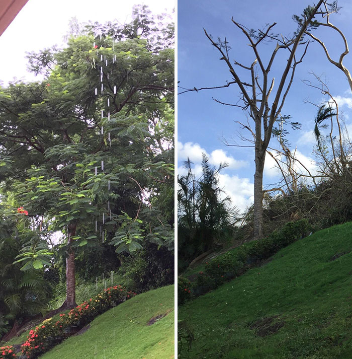 Grandma's Backyard In Puerto Rico Before And After Hurricanes Harvey And Irma