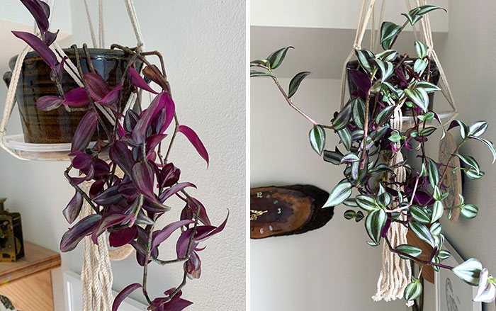 Dying Plant vs. Corrected Care!