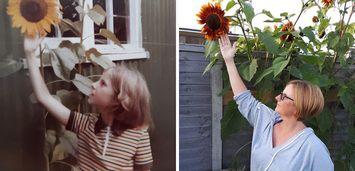 Growing Sunflowers In 1976 And 2021