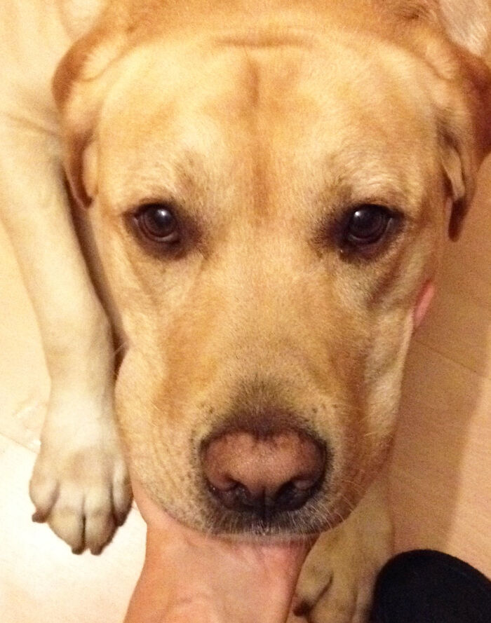 Yellow Lab, Pinky Nose