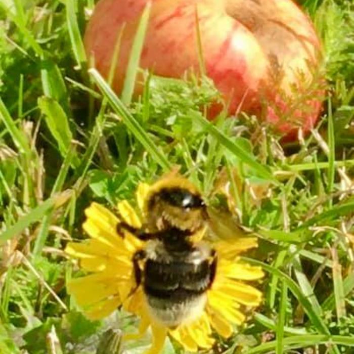 Bumblebee On A Flower