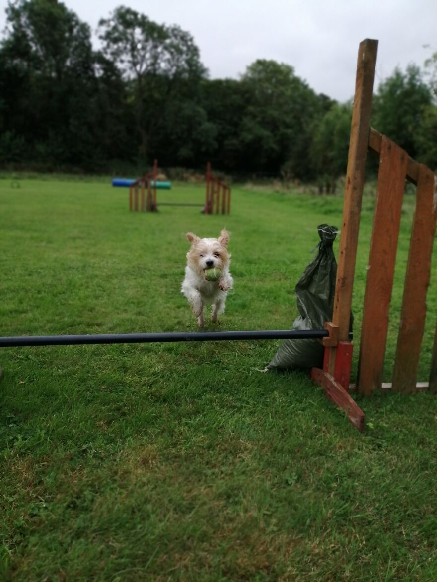 My Boy Dill Jumping His First Hurdle
