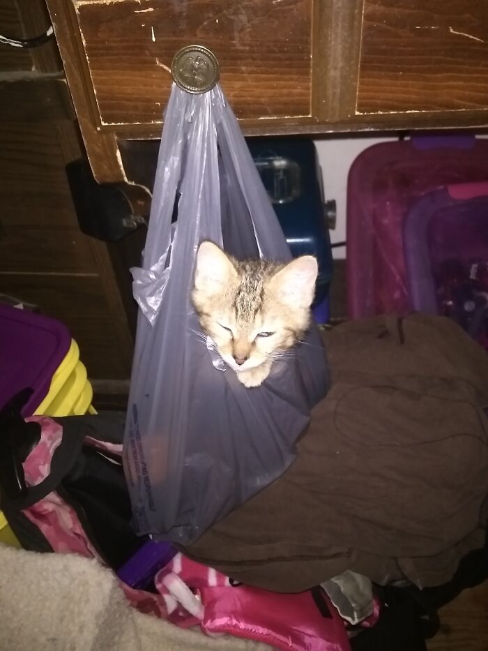 Nira Loved Hanging Out In Bags