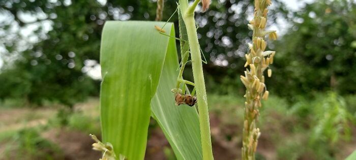 A Mantis Snacks On A Bee. Nigeria.