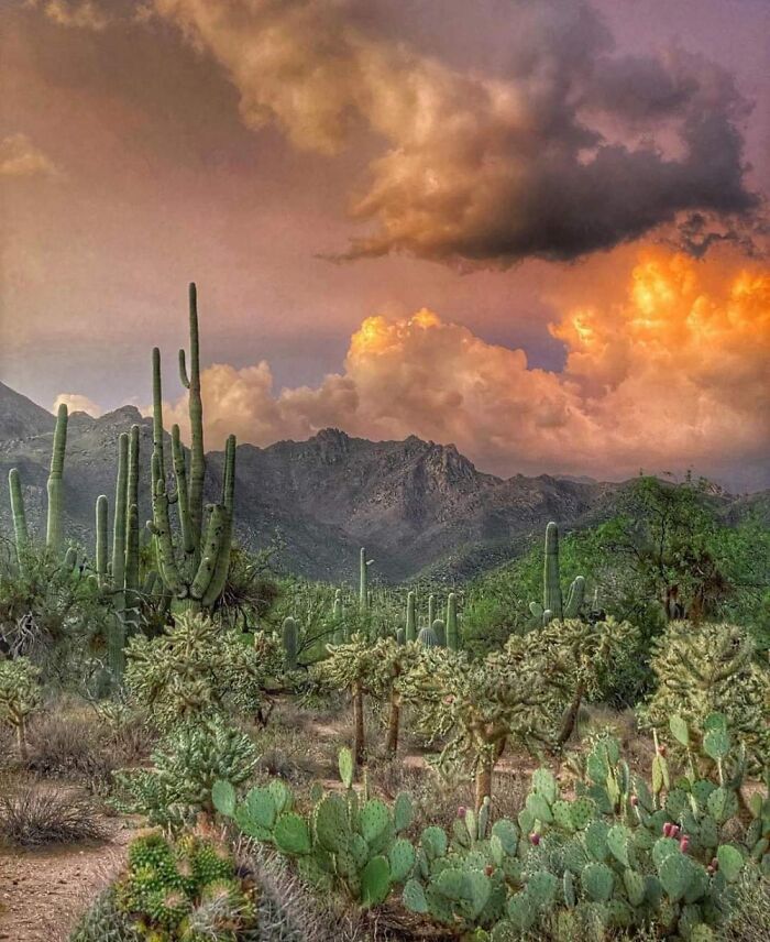 Sunset In The Valley, Phoenix Arizona USA