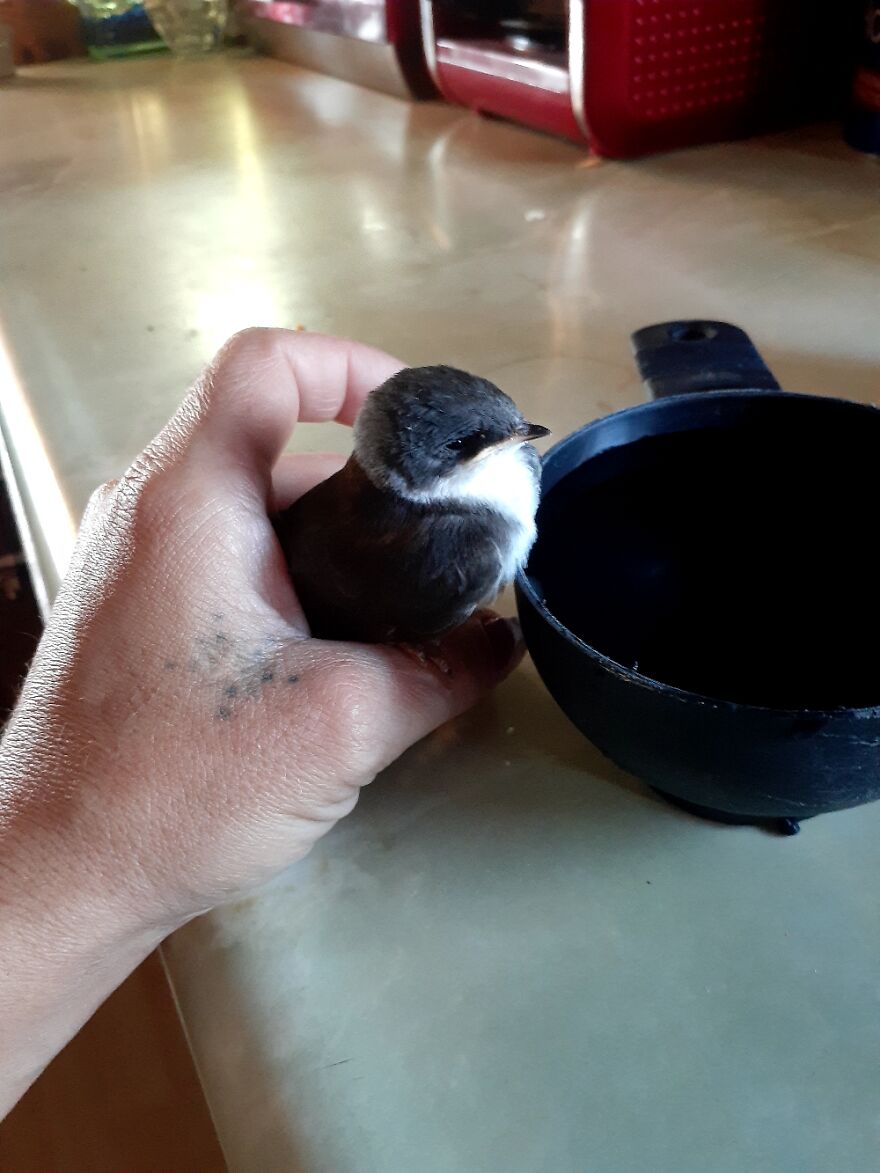 This Baby Bird I Found On The Ground In My Yard In A Hot Day.