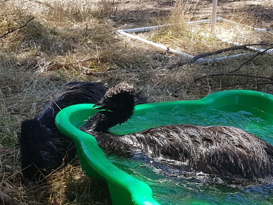 My Familys Emus Playing In A Kiddie Pool