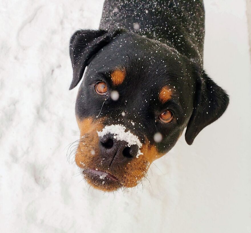 Look! Snow On My Nose!