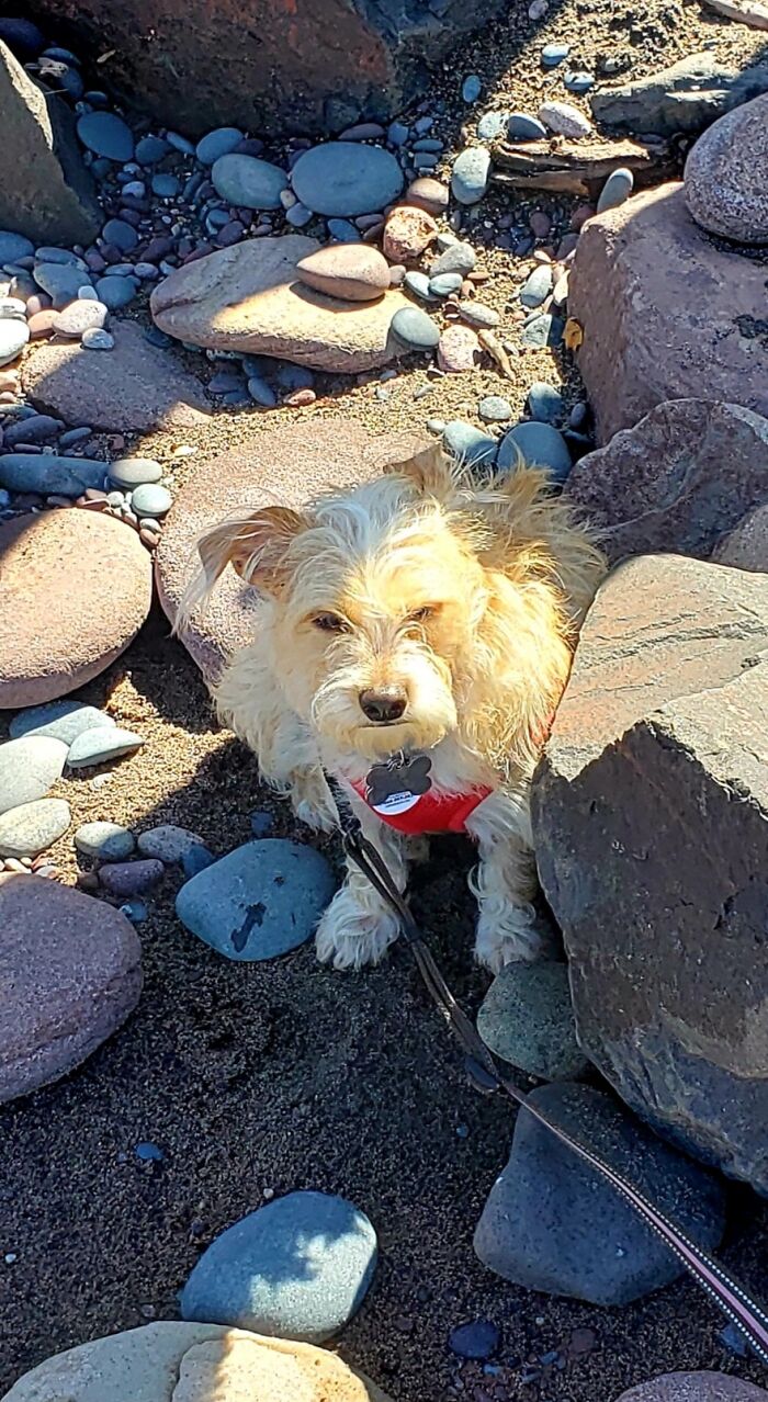 I Tried To Tell You I Don't Like The Beach!