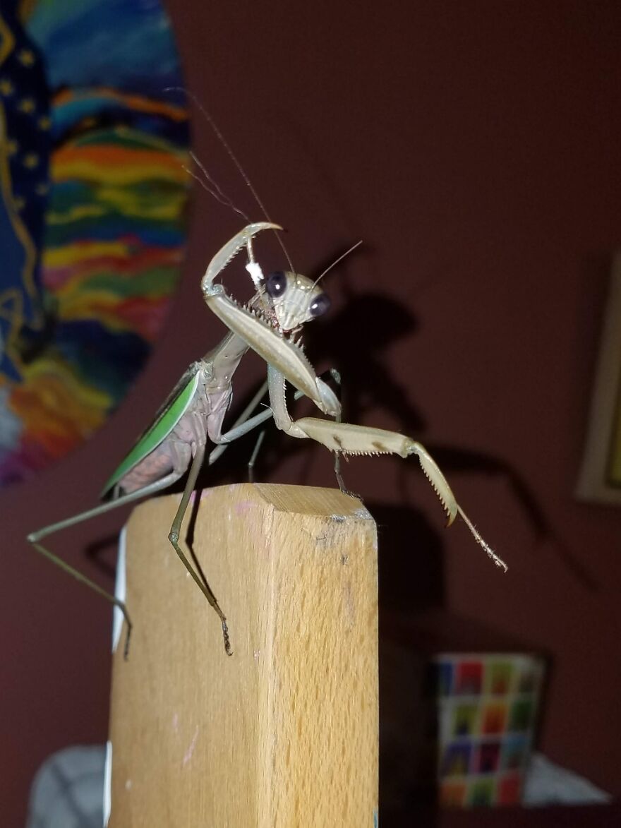 Praying Mantis On Art Easel
