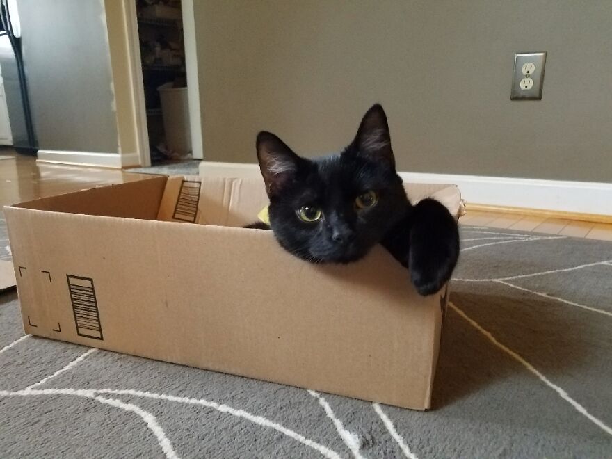 The Sweetest, Snuggliest Boy, Nico