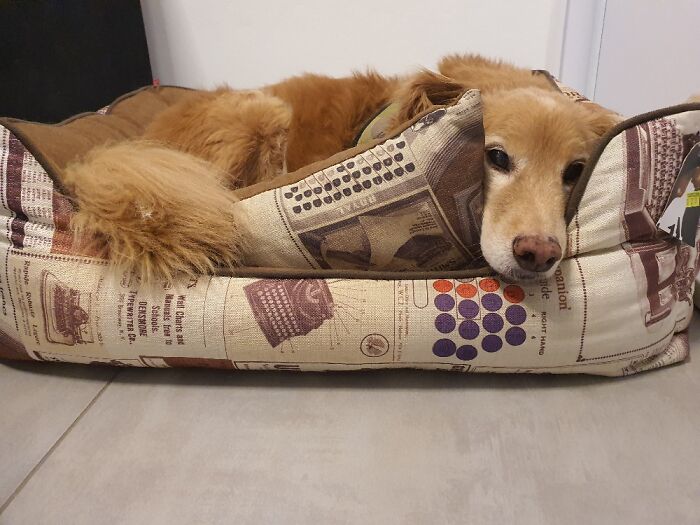 Our 15 Years Old Pooch