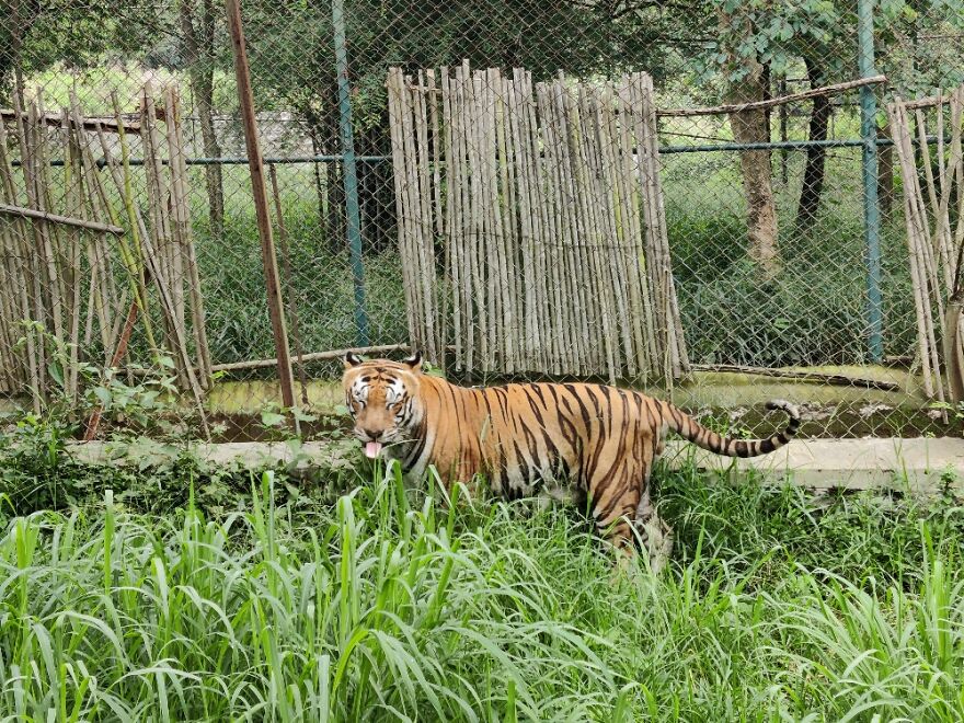 Took This Pic Of A Tiger Recently, He Didn't Seem Too Happy To See Us