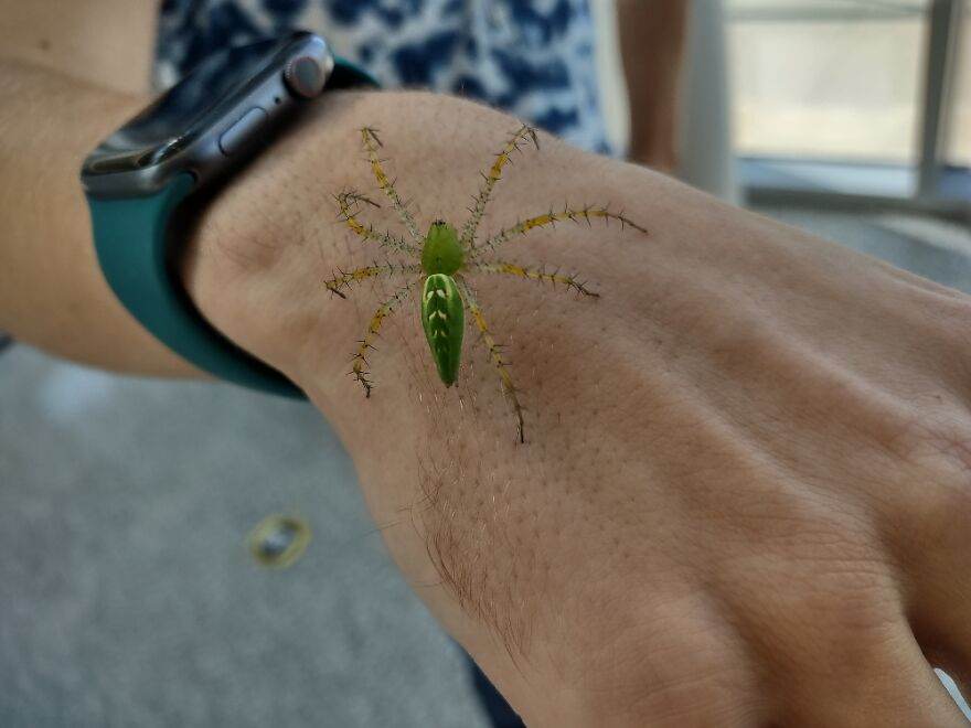 Super Cool Green Spider Found By A Student In My College Classroom. We Lset Him Free Outside.