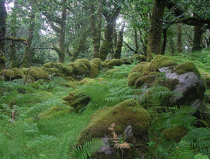 Fairy Forest: Ireland