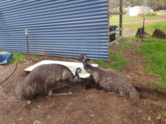 My Family Has Pet Emus We Changed The Water In Their Bath On The Weekend