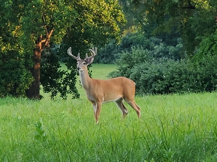 Just A Buck, Outstanding In His Field.