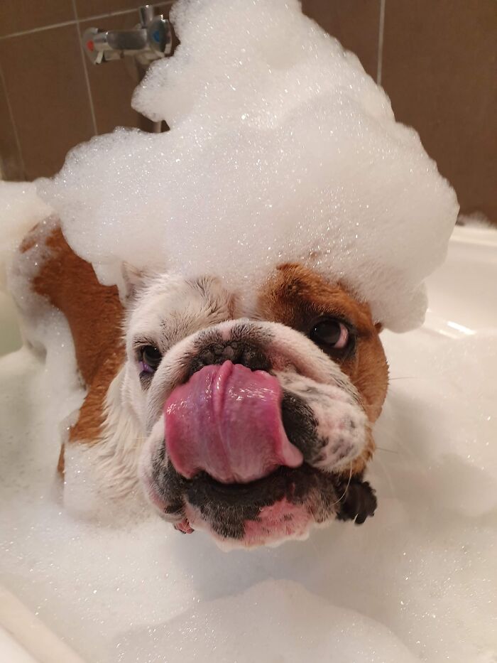 Bulldog Bubble Bath