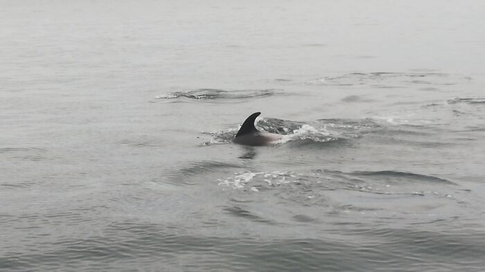 I Work As A Whale Watching Guide In Iceland, Here's The 5th Picture. White Beaked Dolphin