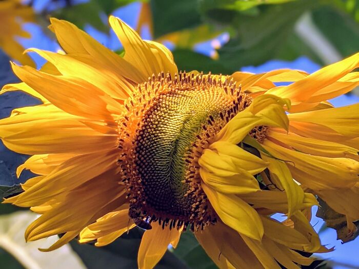 Not Every 🌻 Wants To Follow The Crowd