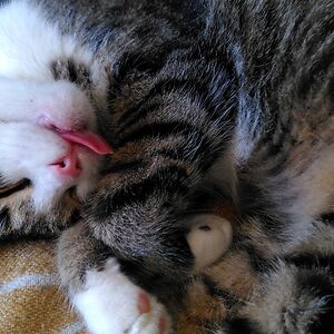 monawieshofer avatar