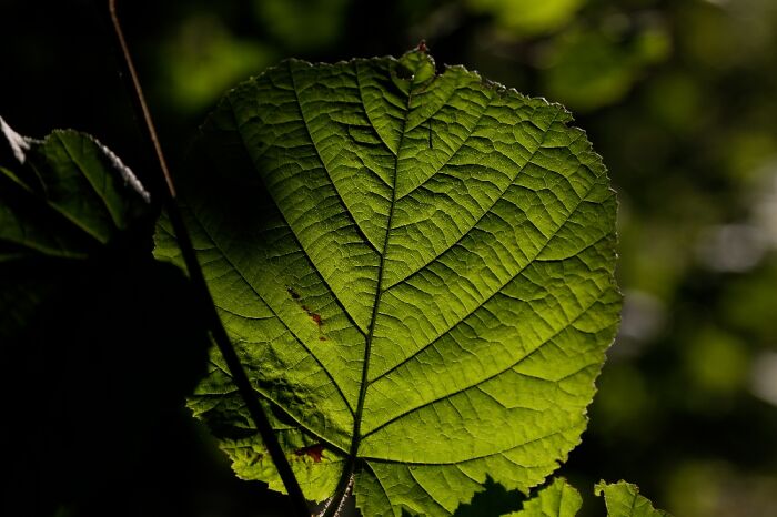 Evening Sun On This Beautiful Leaf