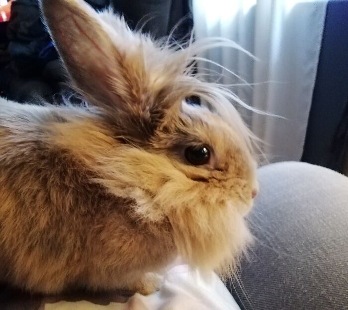 My Rabbit Bugsy.