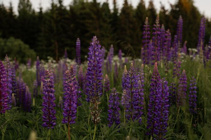 Colourful Lupin Field