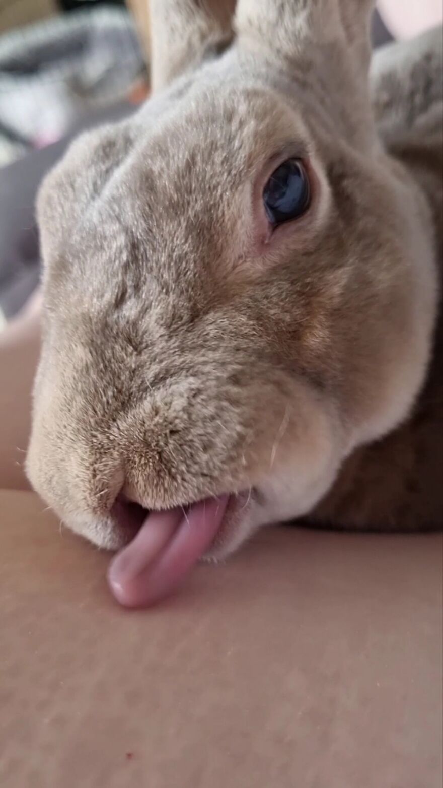 My Beautiful Biscuit Bunny Kisses