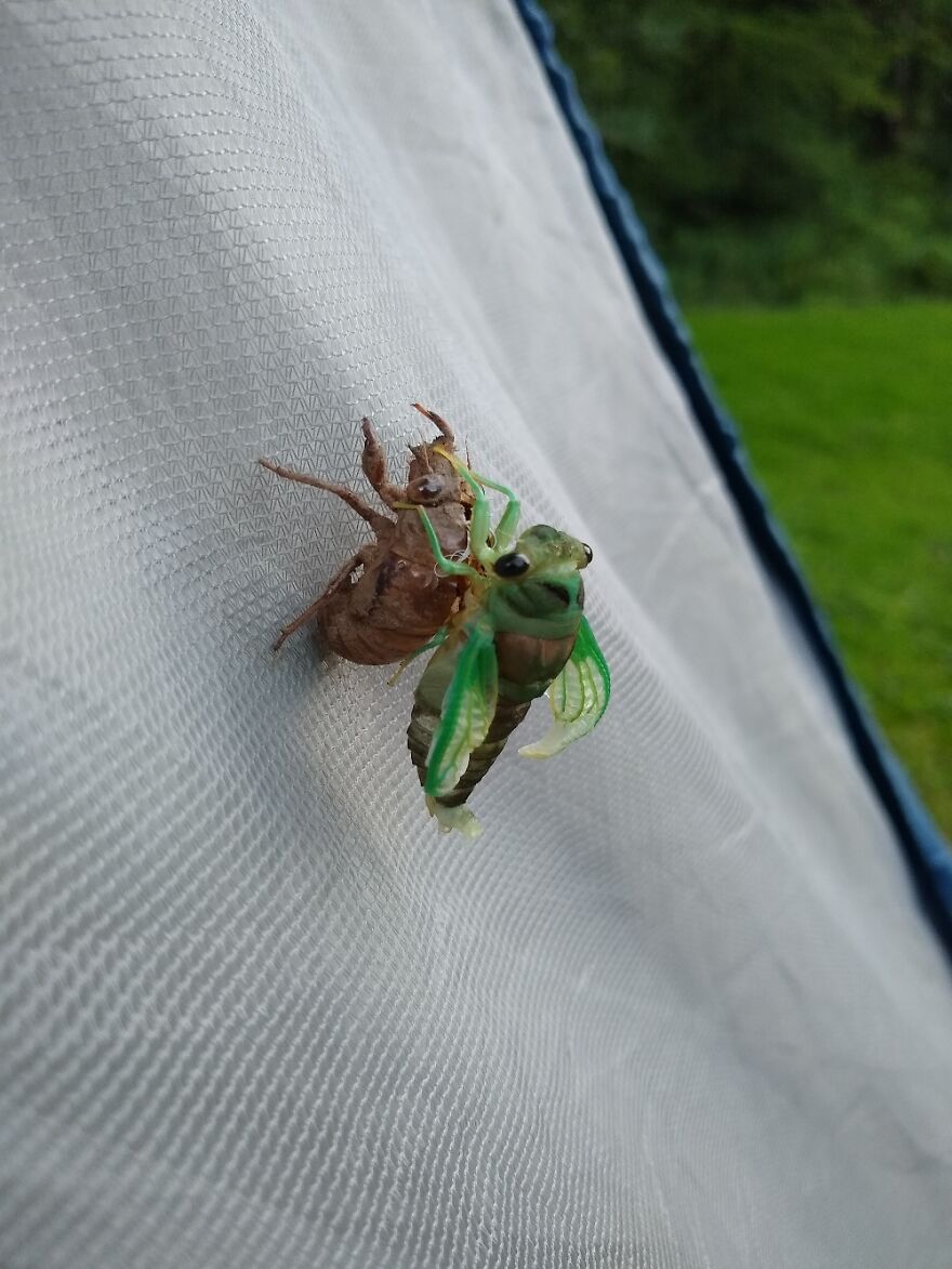 This Molting Cicada Hung Around Our Tent For A While.
