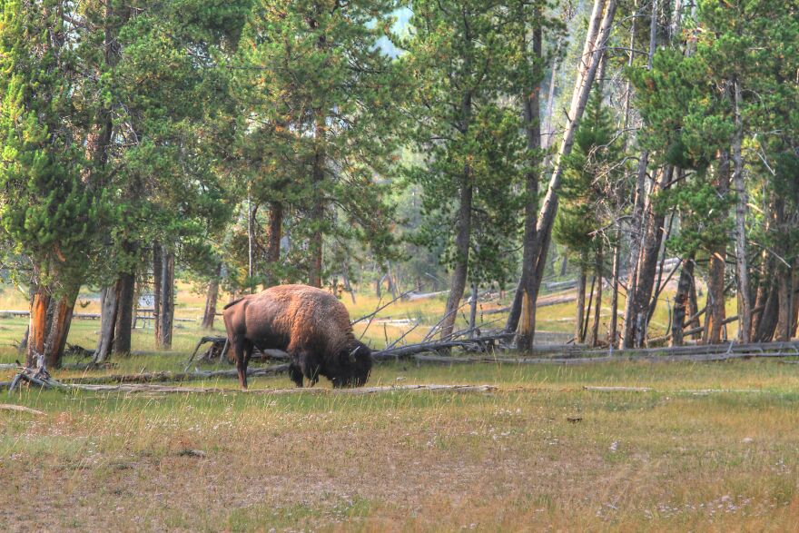 Lone Bison At Yellowstone!
