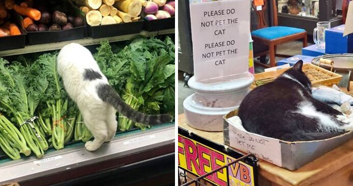 40 Cute Photos Of Bodega Cats That Feel Like Masters Of The Shops (New Pics)