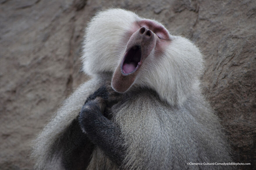 The Baboon Who Feels Like A Tenor