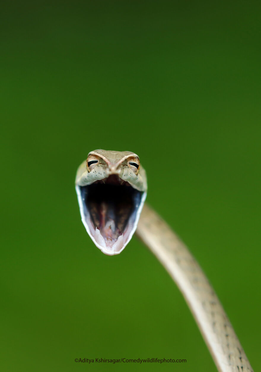 Laughing Snake