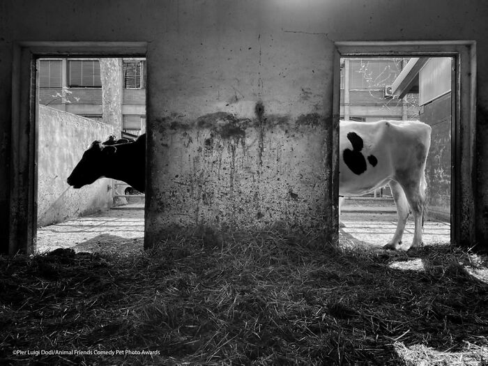 Long Cow By Pier Luigi Dodi