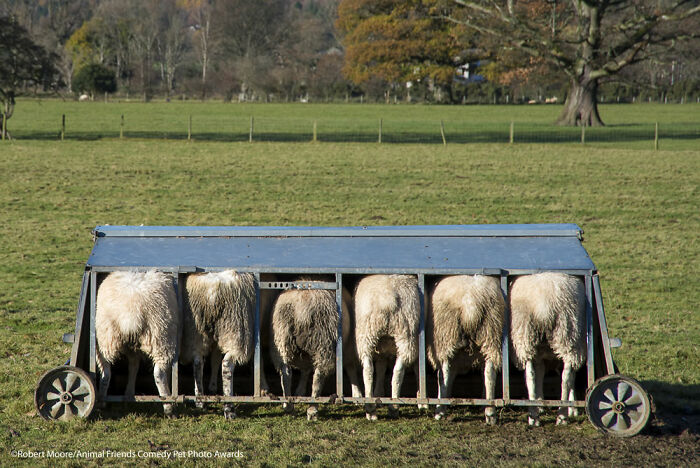 Feeding Sheep By Robert Moore