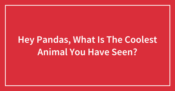 Hey Pandas, What Is The Coolest Animal You Have Seen? (Closed)