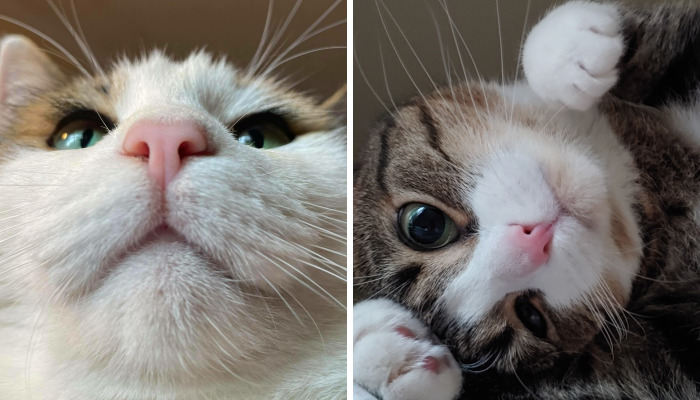 Hey Pandas, Post A Pic Of A Cute Nose (Closed)