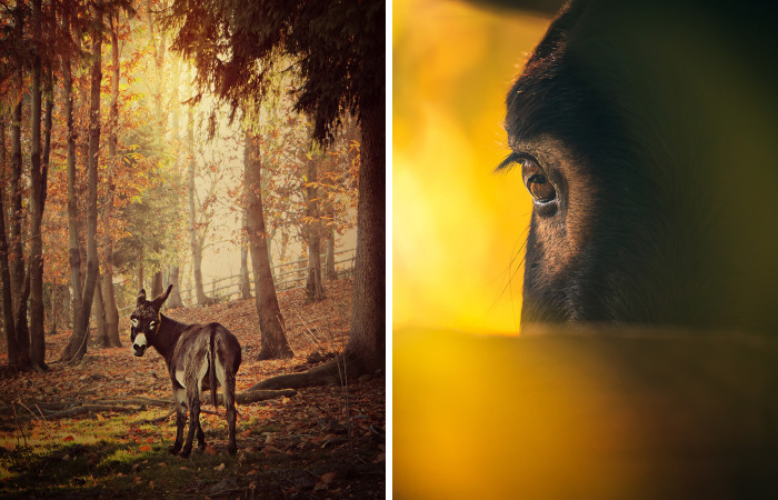 I Work At A Donkey Sanctuary Where I Photograph Their Beauty And Cuteness (30 Pics)