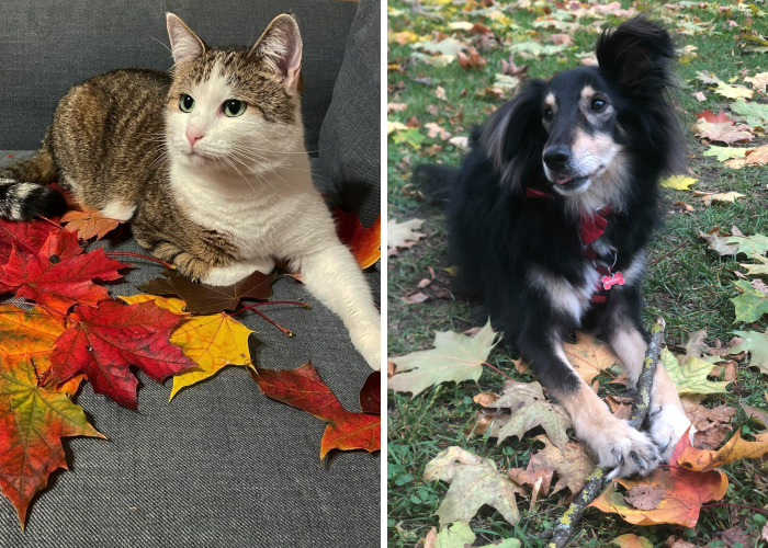 Hey Pandas, Post Your Pet In Autumn Leaves (Closed)