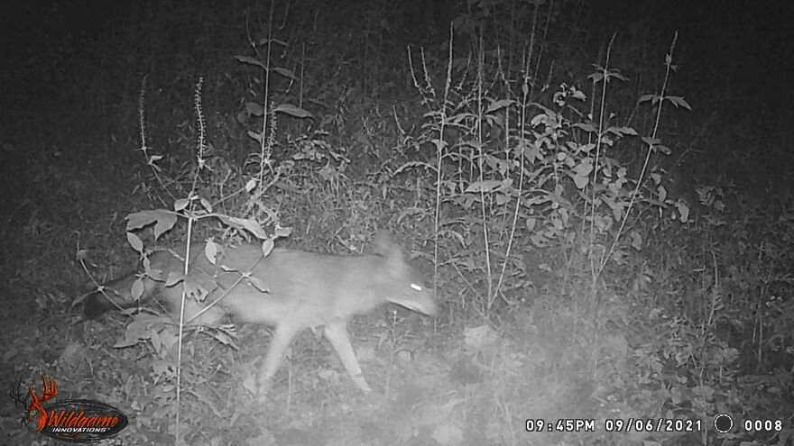 This Count? (Coyote)