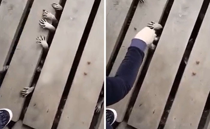 Raccoon Hands Reaching Through The Boardwalk