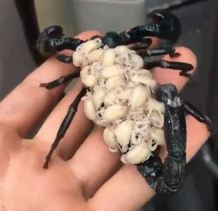 Scorpion Carrying Her Babies On Her Back