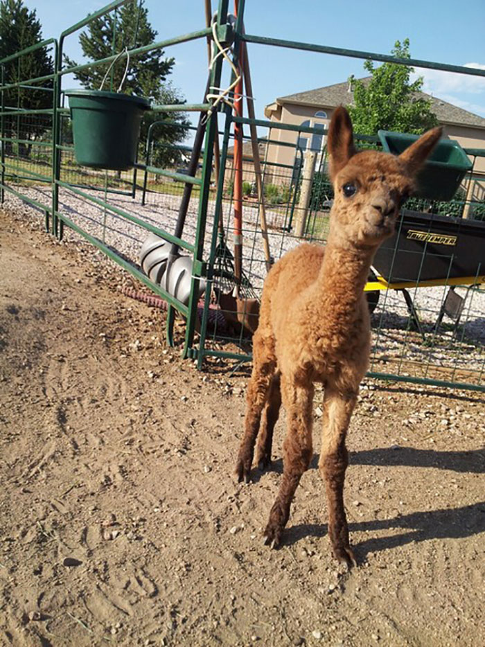 Our Newest Little Alpaca, Born Monday
